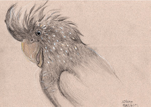 Olivia - Saint Luc - Perroquet